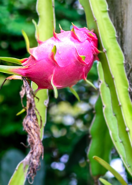 cactus_vertical